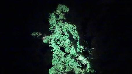Ethereal Green Forest Shadows wallpaper