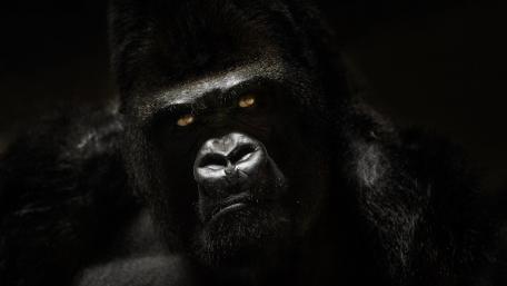 Gorilla portrait wallpaper