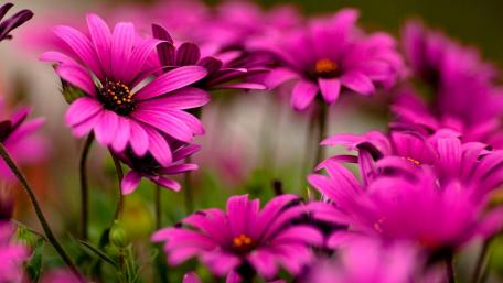 Vibrant Pink Blooming Flowers in Nature wallpaper