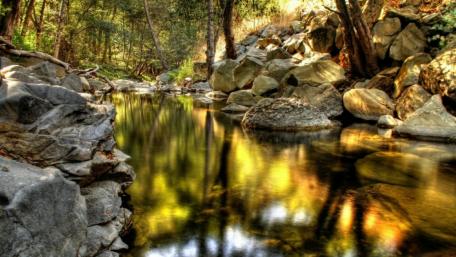 Tranquil Stream Surrounded by Wilderness wallpaper