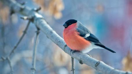 Bullfinch wallpaper