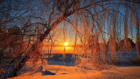 Winter's Golden Sunrise Through Frosted Branches wallpaper