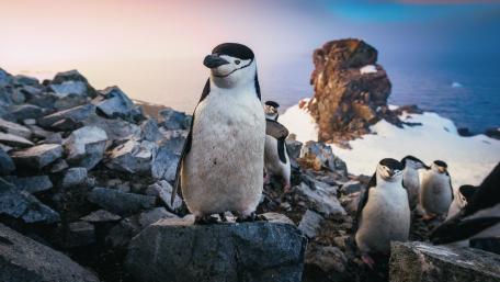 Chinstrap penguins wallpaper