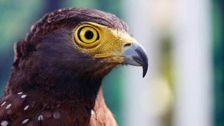 Majestic Eagle Close-Up Wallpaper wallpaper
