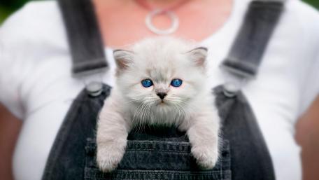 Pocket cat wallpaper