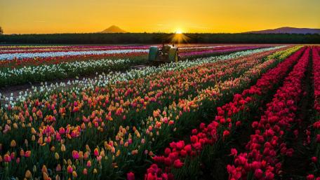 Sunset Over a Vibrant Tulip Field wallpaper