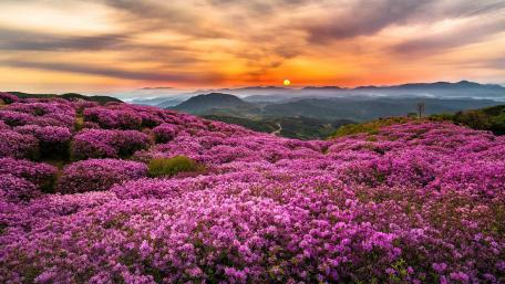Azalea blossom at Wugong Mountains (China) wallpaper