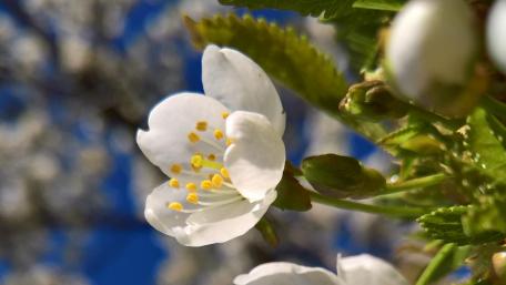 Flor Almendro (Almond Flower) wallpaper