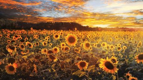 Sunflower wallpaper