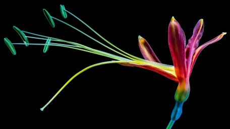 Vibrant Floral Digital Artwork wallpaper