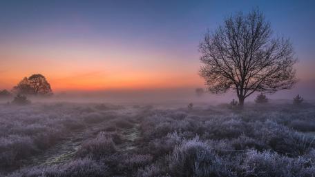 Foggy Veluwezoom National Park, Netherlands wallpaper