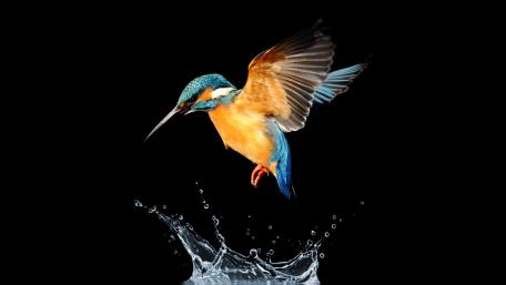 Kingfisher in Mid-Air Splash wallpaper