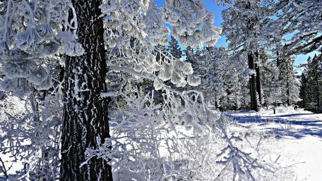 Winter Wonderland With Frosted Trees wallpaper