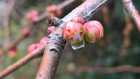 Spring Buds with Dew Drops Shine Brightly wallpaper