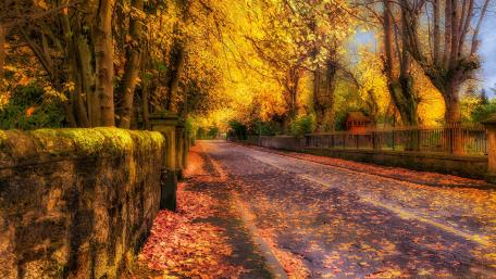 Golden Pathway through Autumn's Embrace wallpaper