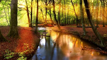 Forest creek wallpaper