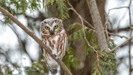 Majestic Owl Perched on a Branch wallpaper