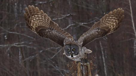 Majestic Great Grey Owl in Flight wallpaper