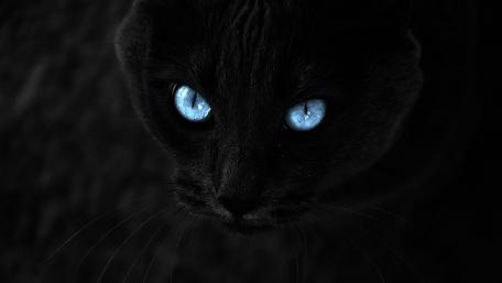 Black cat with blue eyes wallpaper