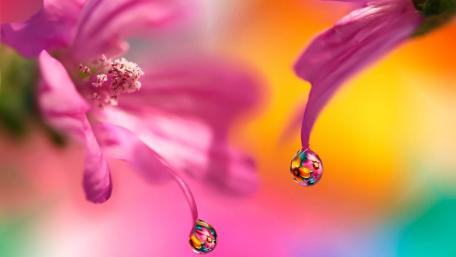 Blooming Petals with Radiant Waterdrops wallpaper
