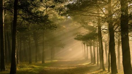 Forest path in the sunlight wallpaper