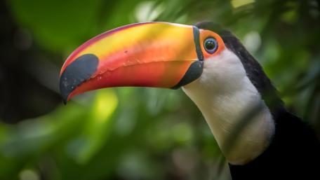 Vibrant Toucan with Distinctive Beak wallpaper