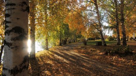 Autumn Serenity in the Woodland Pathway wallpaper