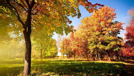 Sunny autumn day wallpaper
