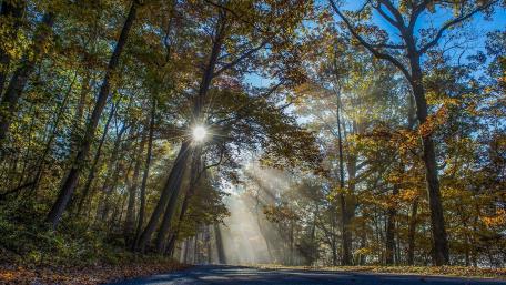 Autumn Sunlight Filtering Through Forest Canopy wallpaper
