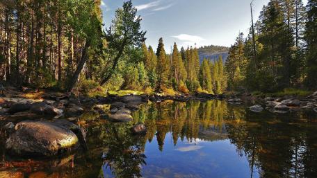 Forest lake wallpaper