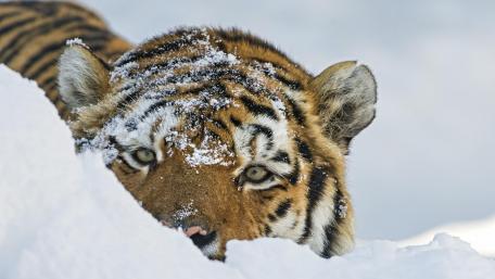 Tiger in snow wallpaper