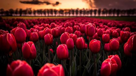 Red tulips wallpaper