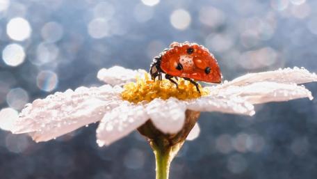 Red dotted ladybird on a flower wallpaper
