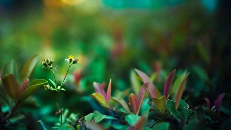 Serene Greenery in Macro Focus wallpaper