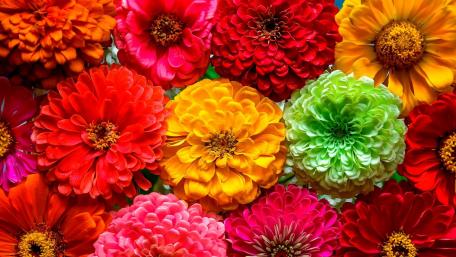 Vibrant Floral Harmony wallpaper