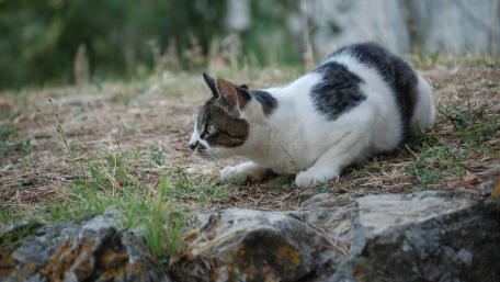 Katze wallpaper