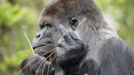 Gorilla Gesturing with Authority wallpaper