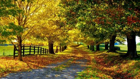 Golden Pathway Through Autumn Grove wallpaper