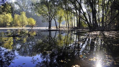 Serene Wetland Reflections in Nature wallpaper