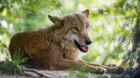 Majestic Red Wolf in Its Natural Habitat wallpaper
