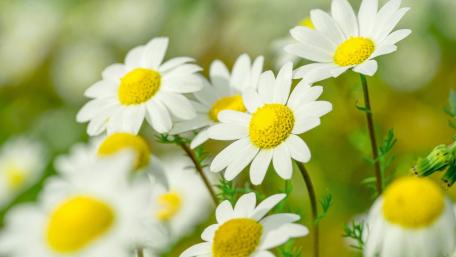 chamomile flower wallpaper