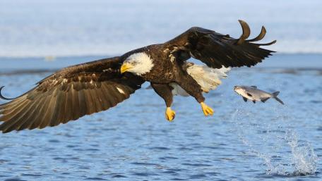 Bald Eagle and a fish wallpaper