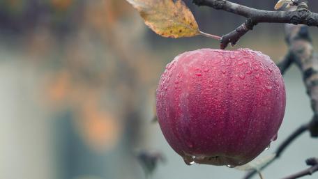 Apple tree in the rain wallpaper