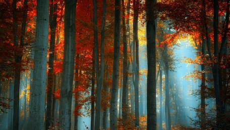 Autumn Forest in Misty Light wallpaper