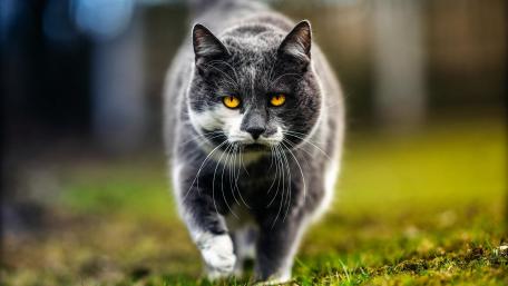 Majestic Grey Cat Strolling in Nature wallpaper