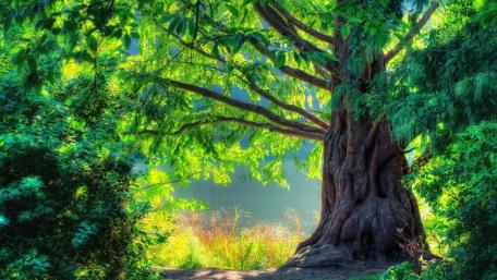 Lakeside old tree wallpaper