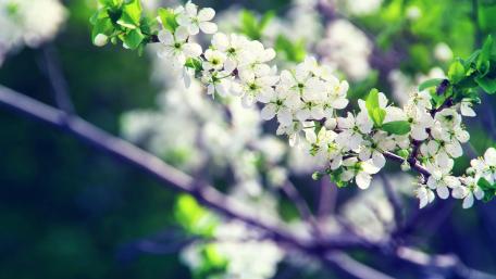 Springtime Blossoms on a Sunlit Branch wallpaper