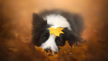 Border Collie with a yellow leaf on his head wallpaper