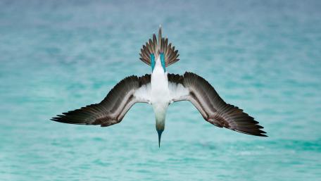 Graceful Seabird in Flight Over Ocean Waters wallpaper
