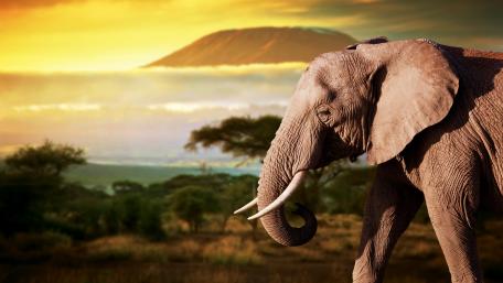 Beautiful Elephant wallpaper